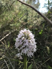 Neotinea conica