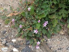 Erodium cicutarium dunense