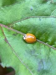 Harmonia axyridis