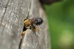 Megachile nigriventris