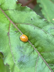Harmonia axyridis