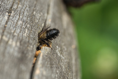 Megachile nigriventris