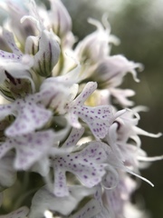Neotinea conica