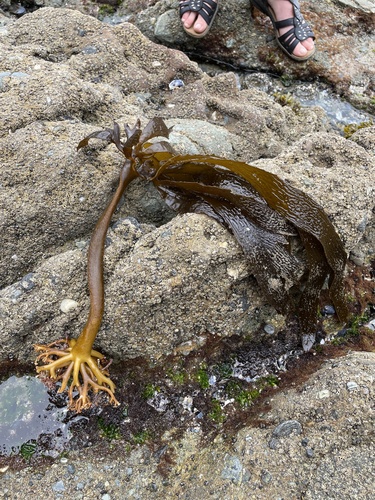 Photo of Southern Kelp (Eisenia arborea)