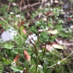 Cardamine hirsuta