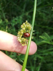 Chrysolina polita