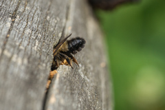 Megachile nigriventris