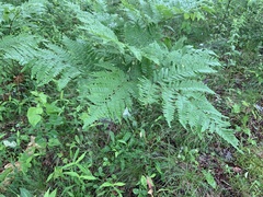 Pteridium pinetorum