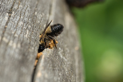 Megachile nigriventris