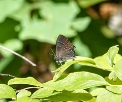 Satyrium calanus falacer