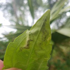 Calycomyza eupatorivora