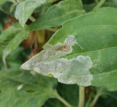 Calycomyza eupatorivora