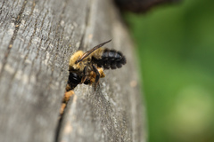 Megachile nigriventris