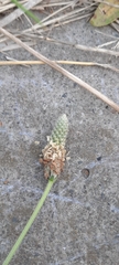 Plantago lanceolata