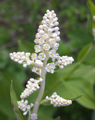 Veratrum stamineum