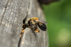 Megachile nigriventris