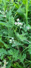 Erodium cicutarium
