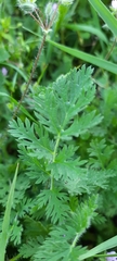 Erodium cicutarium