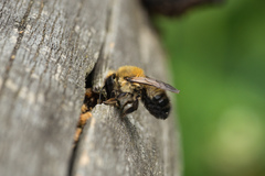Megachile nigriventris
