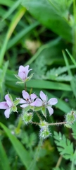 Erodium cicutarium