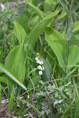 Convallaria keiskei