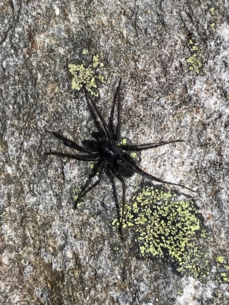 Labrador Thin-legged Wolf Spider