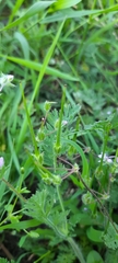 Erodium cicutarium