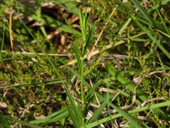 Gentiana pneumonanthe