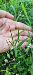 Erodium cicutarium