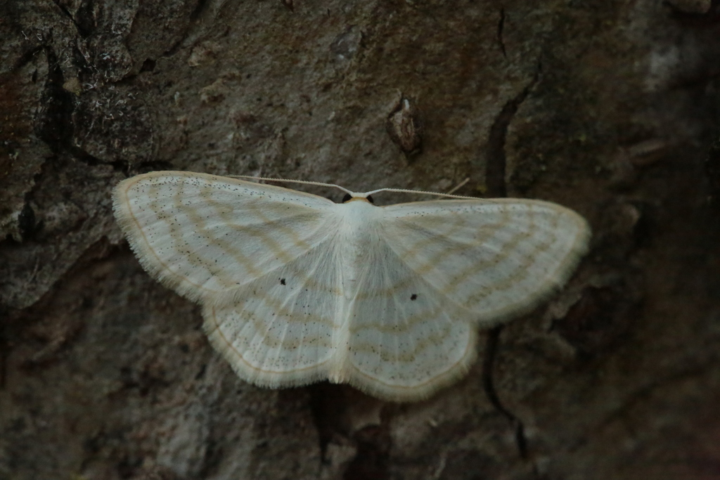 Scopula caricaria