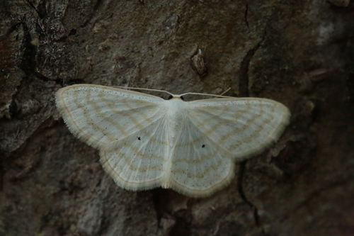 Scopula virginalis Geoffroy, 1785