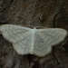 Scopula caricaria - Photo (c) Sepp Schmid, some rights reserved (CC BY-NC), uploaded by Sepp Schmid