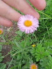 Erigeron caucasicus venustus