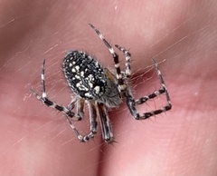 Aculepeira carbonarioides