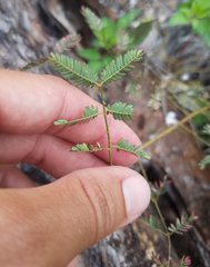 Mimosa quadrivalvis angustata