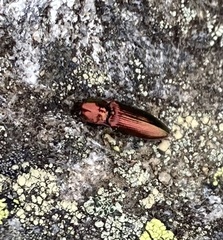 Nitidolimonius resplendens