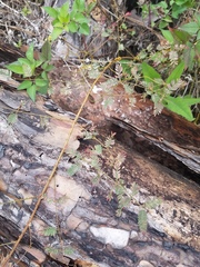 Mimosa quadrivalvis angustata