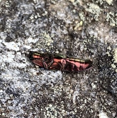 Nitidolimonius resplendens