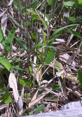 Smilax nipponica