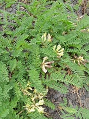 Astragalus fragrans