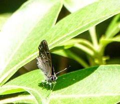 Satyrium calanus falacer
