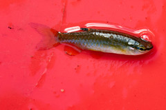 Southern Splash Tetra photo 4