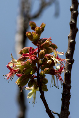 Erythrophysa transvaalensis