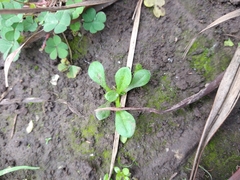 Tracheophyta