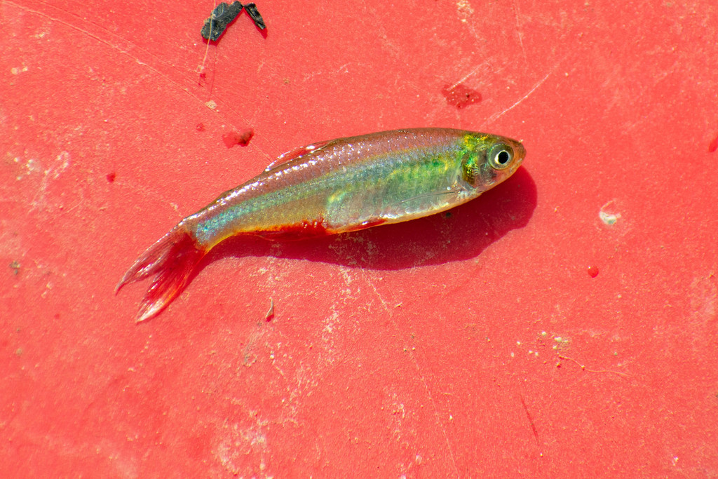 Redflank Bloodfin