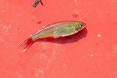 Aphyocharax rathbuni