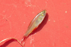 Aphyocharax rathbuni