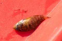 Apistogramma borellii