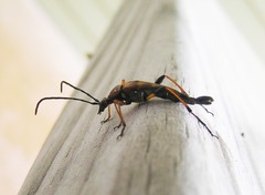 Strangalia virilis