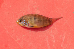 Apistogramma borellii